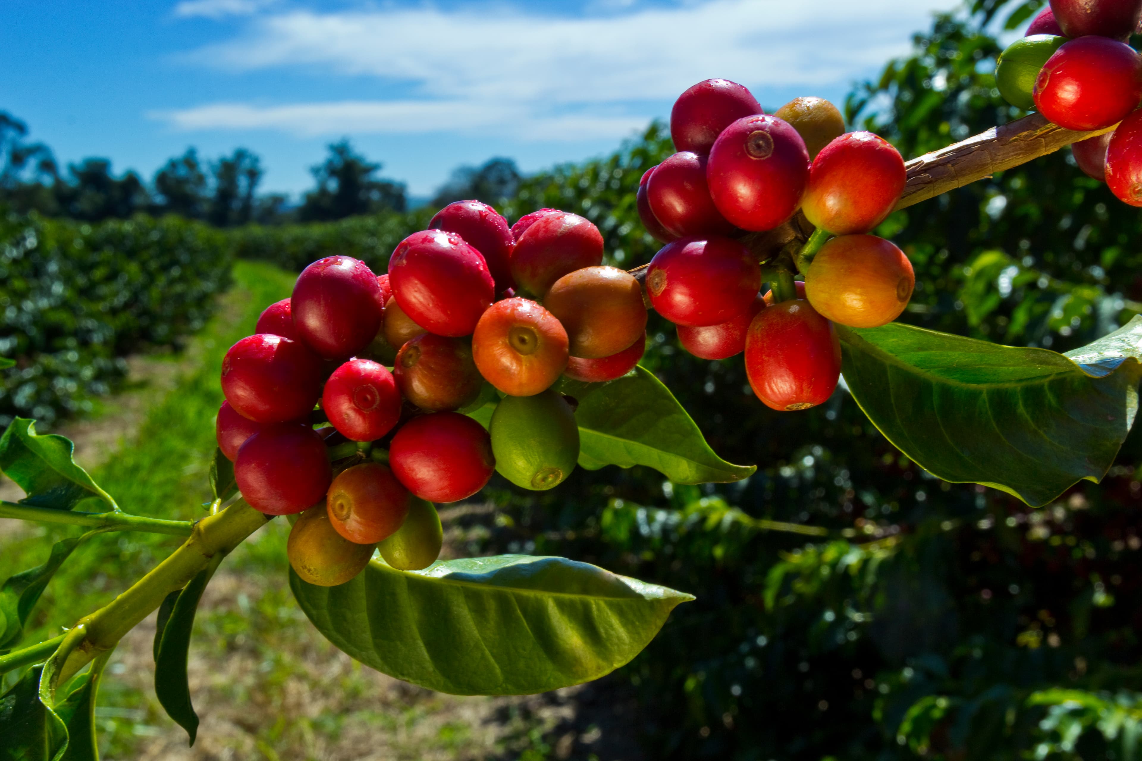 Buah kopi merah masak tumbuh pada pokok kopi sebelum dituai.