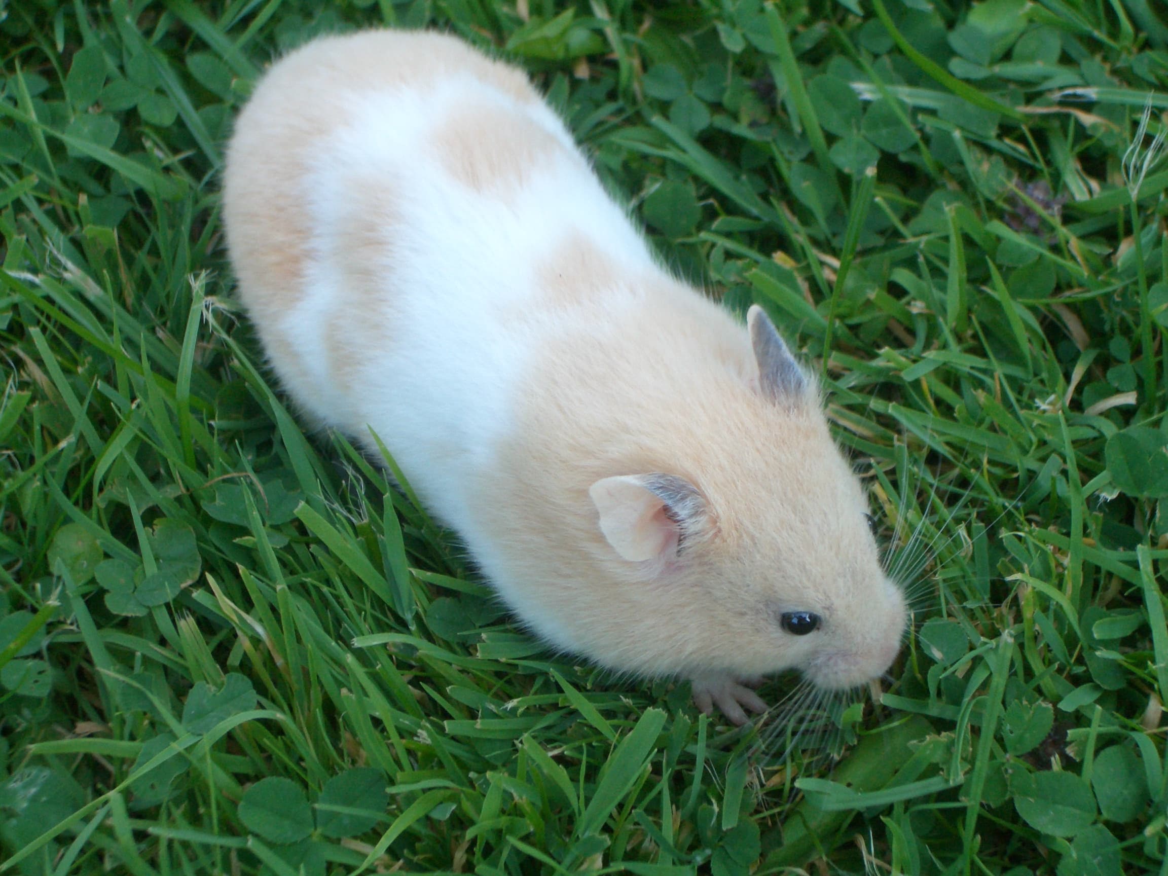 Một con hamster ngồi trên bãi cỏ xanh