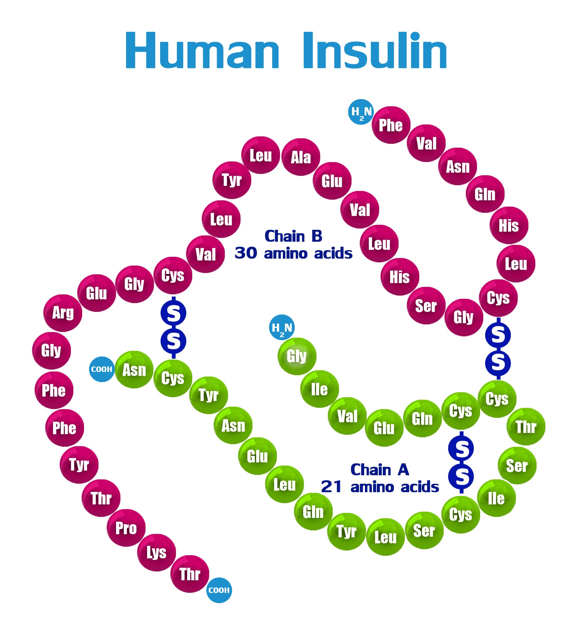 Three-dimensional model of a human insulin molecule.