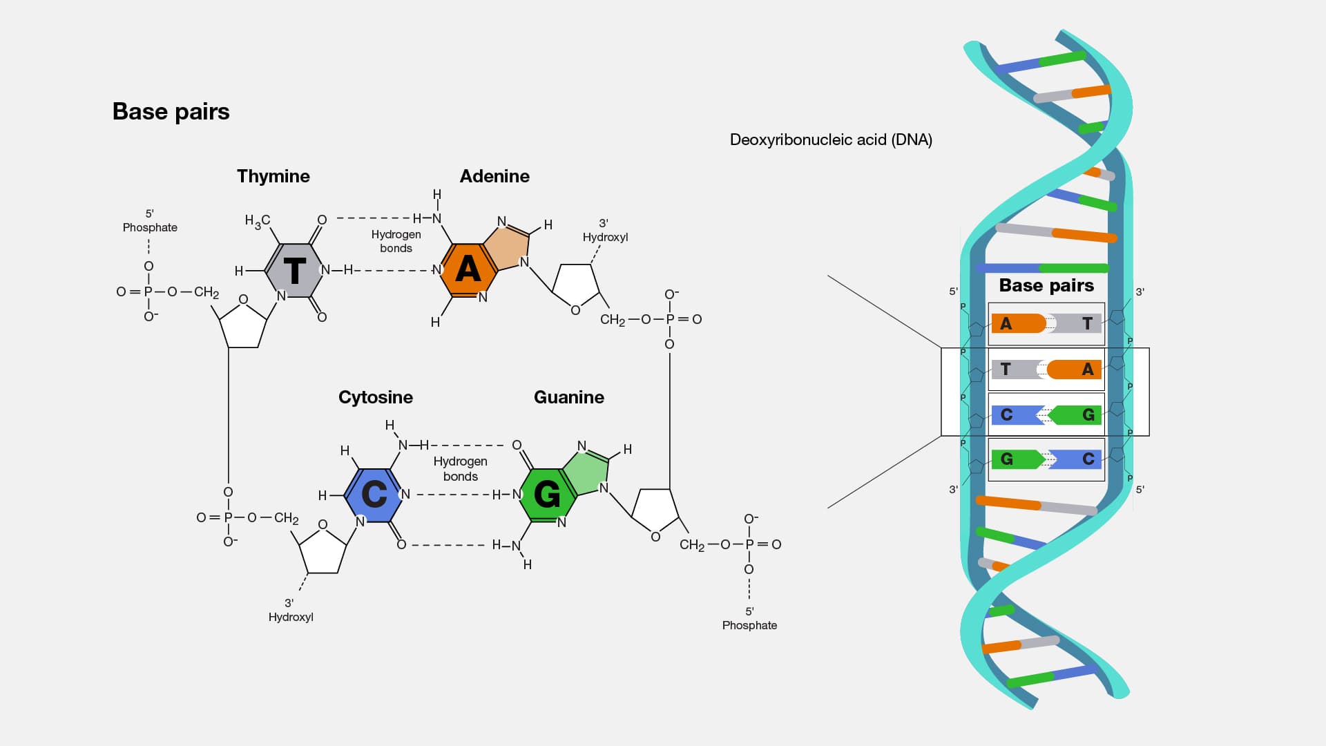 Diagram of DNA base pairs showing nucleotides joined across a double-stranded DNA molecule.