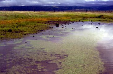 カリフォルニア州ビナ平原保全地にある草地の浅い春水池。
